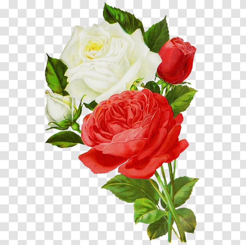 Centifolia Roses Flower Bouquet Red Cut Flowers - Artificial - Rose Transparent PNG