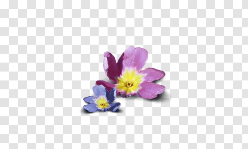 Petal Primrose Dietary Supplement Violet Flower - Artificial - Family Transparent PNG