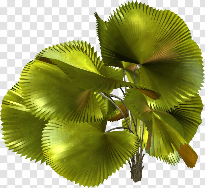 Plant Leaf Tree - Tropical Transparent PNG