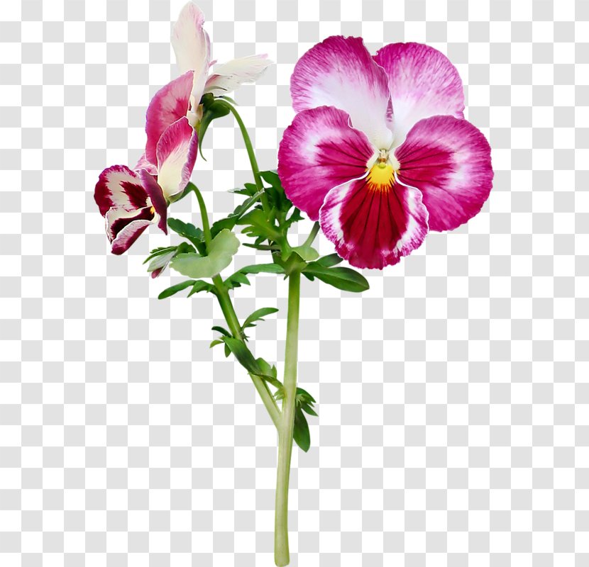 Pansy Cut Flowers Purple - Moth Orchid - Face Blossoms Transparent PNG