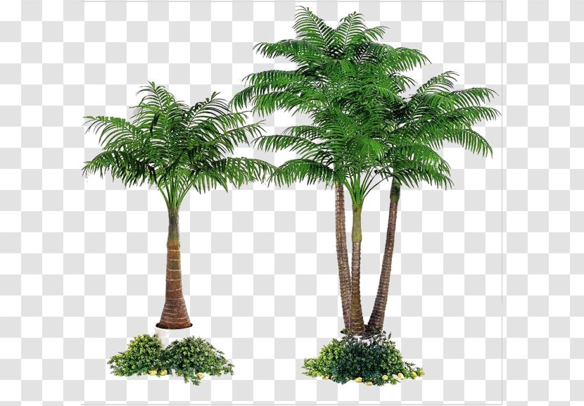 Areca Palm Date Arecaceae Tree Fiberglass - Woody Plant - Simulation Transparent PNG