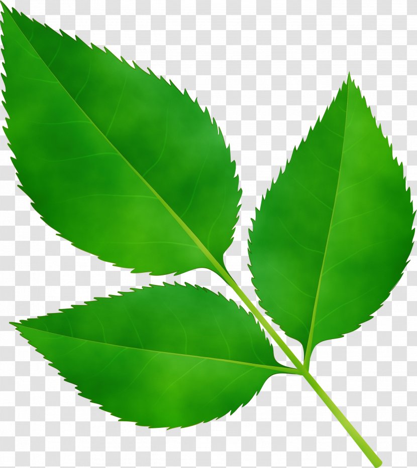 Green Leaf Watercolor - Flowering Plant - Swamp Birch Transparent PNG