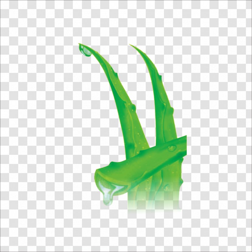 Download Icon - Photography - Aloe Transparent PNG