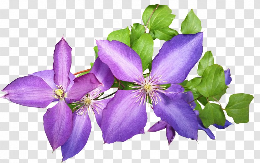 Flowers Background - Bellflower - Gentiana Viola Transparent PNG
