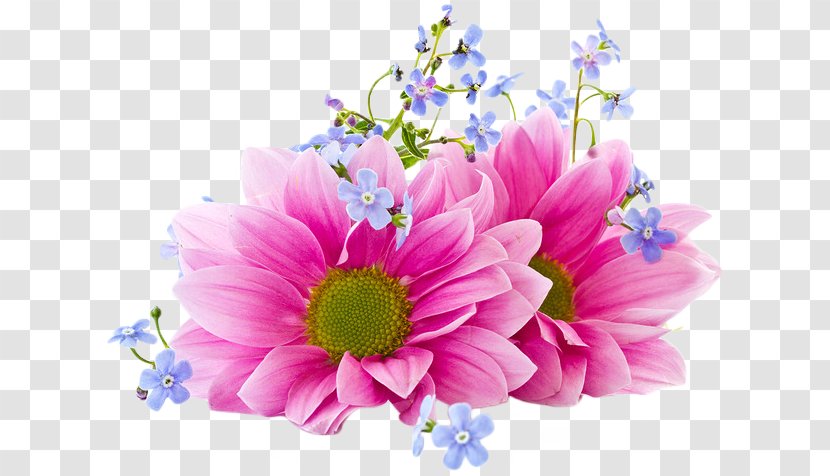 Flower Desktop Wallpaper Clip Art Chrysanthemum - Floristry Transparent PNG