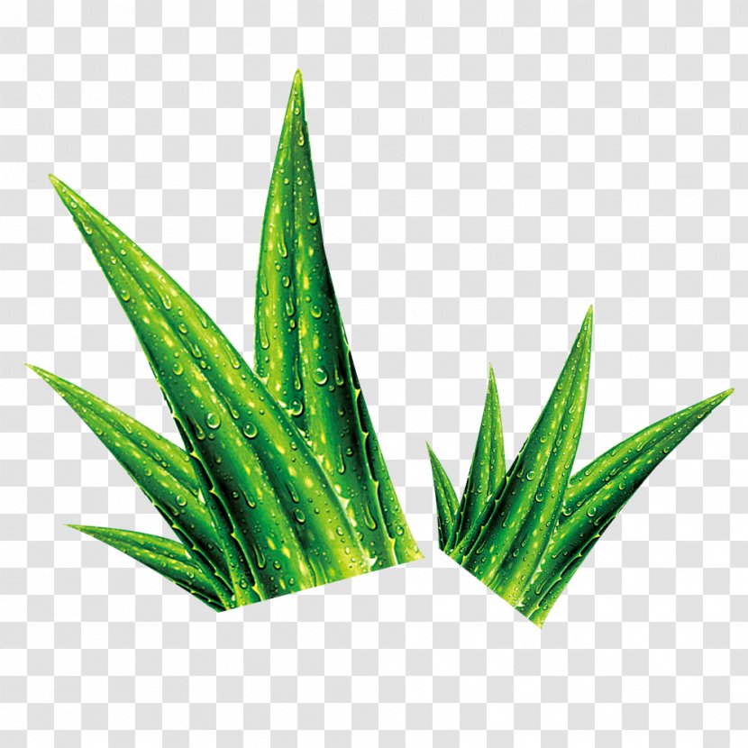 Aloe Water Designer - Green Transparent PNG