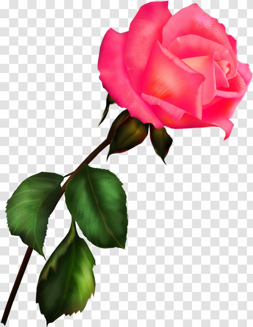 Garden Roses Blue Rose Clip Art - Cut Flowers - Thumbtack Transparent PNG