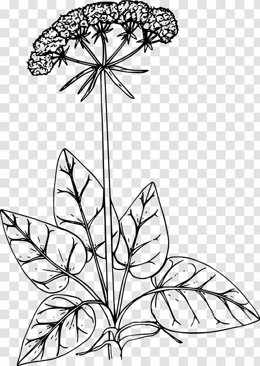 Floral Design California Buckwheat Drawing Ornamental Plant - Monochrome Photography - Flower Transparent PNG