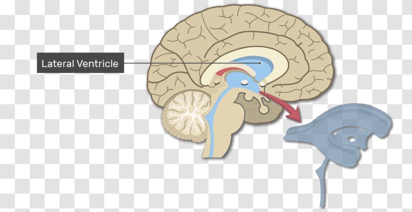 Ventricular System Human Brain Lateral Ventricles Anatomy - Tree Transparent PNG