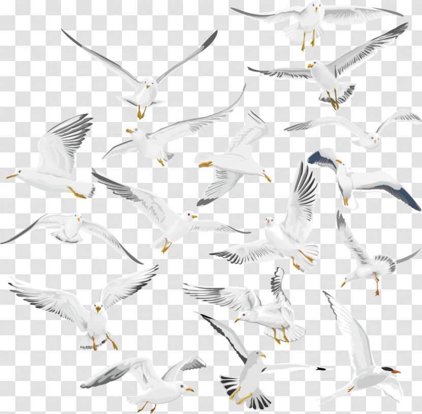 Seabird European Herring Gull Shorebirds Beak - Drawing - Bird Transparent PNG
