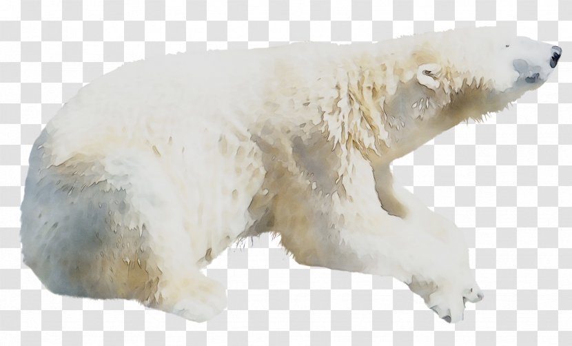 Polar Bear Terrestrial Animal Snout - Figurine Transparent PNG