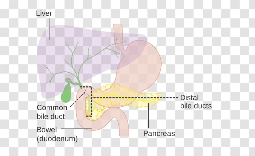 Bile Acid Dengue Digestion Homeostasis - Cartoon - Ducts Transparent PNG