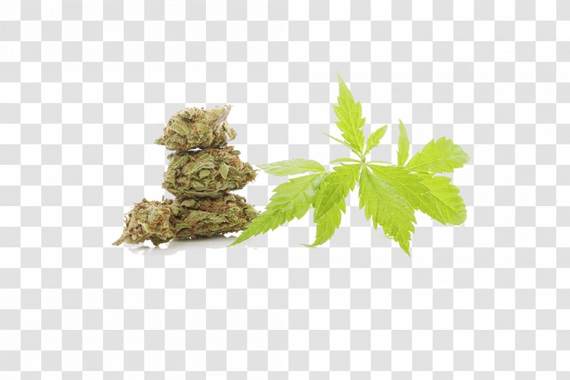 Cannabis Sativa Drug Hemp - Grass - And Leaves Transparent PNG