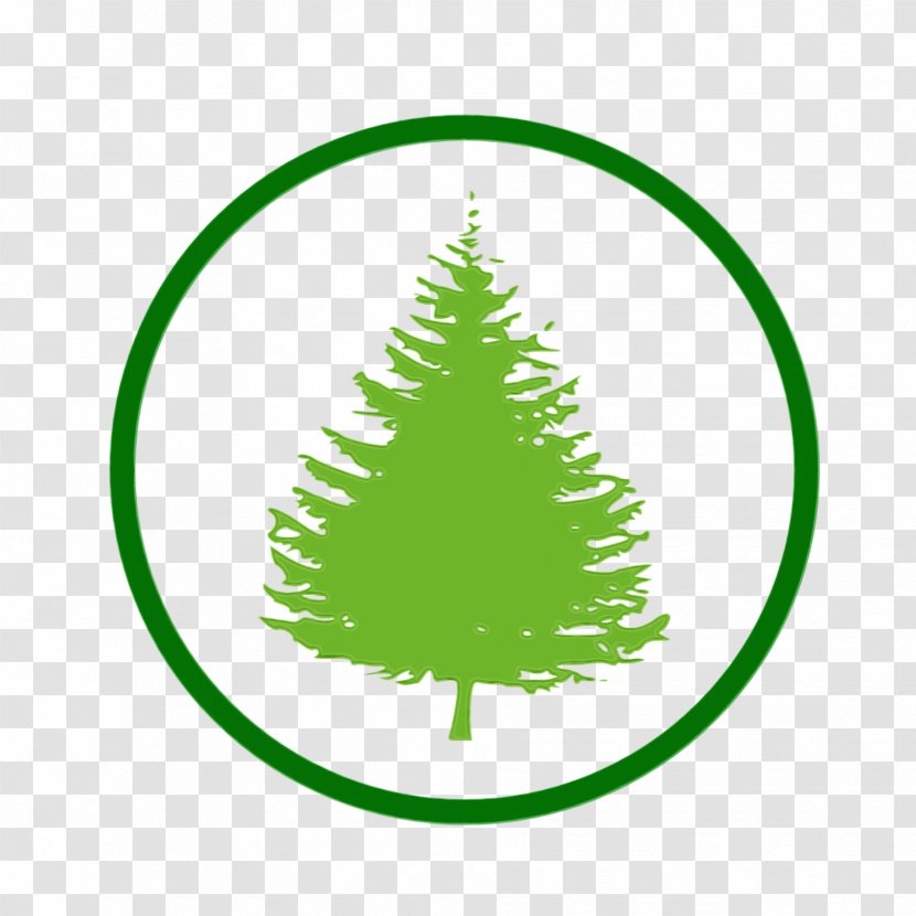 Christmas Tree - Decoration - Fir Conifer Transparent PNG