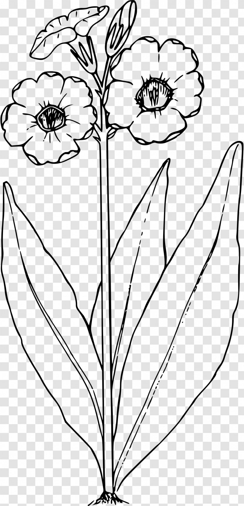 Primrose Drawing Black And White Clip Art - Plant Transparent PNG