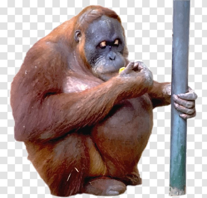 Stock Illustration Royalty-free - Cartoon - Vector Orangutan Transparent PNG