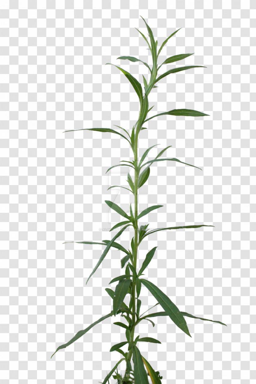 Cannabis Sativa Leaf Bud Plant Stem - Medical - Weed Transparent PNG