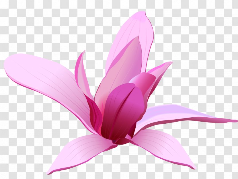 Flower Art Clip - Magnolia - Pink Transparent PNG