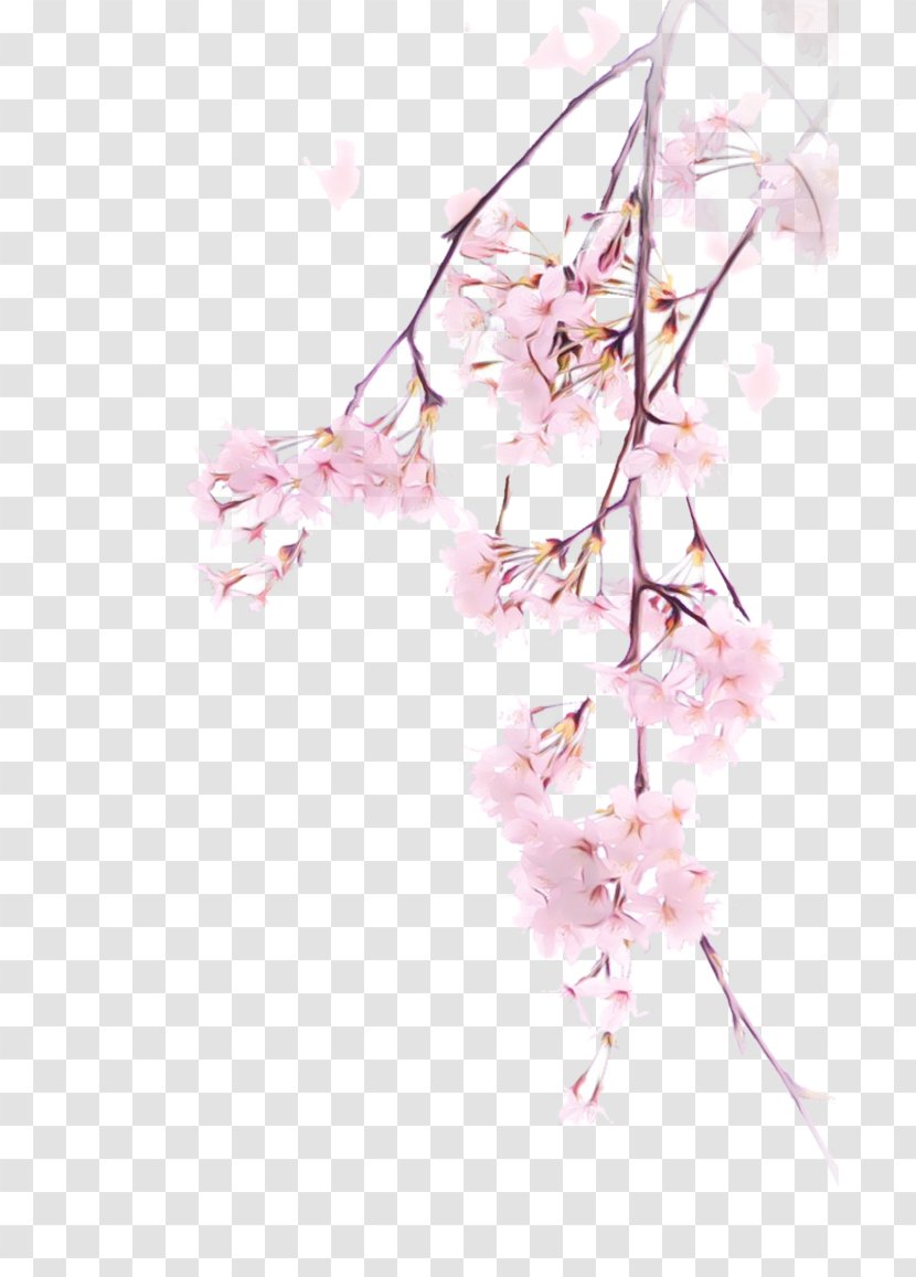 Cherry Blossom - Tree - Spring Transparent PNG
