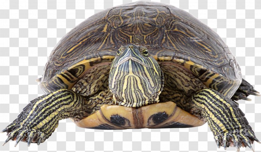 Box Turtle Reptile Tortoise Sea Transparent PNG