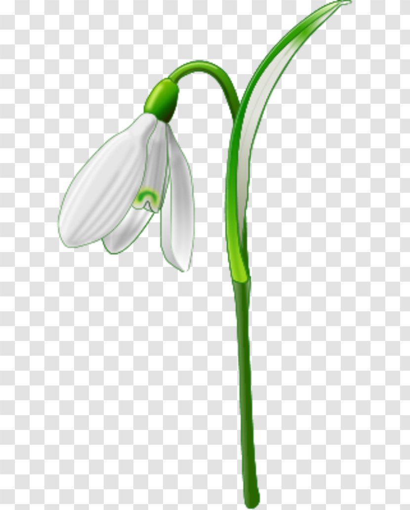 Galanthus Nivalis Clip Art - Flowering Plant - Simple Flower Outline Transparent PNG