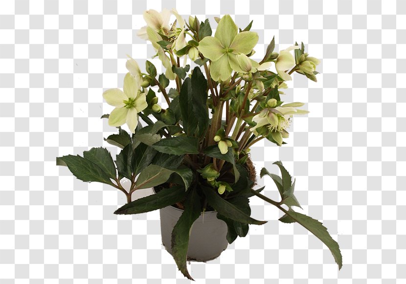 Floral Design Cut Flowers Flowerpot Flower Bouquet - Plant Transparent PNG