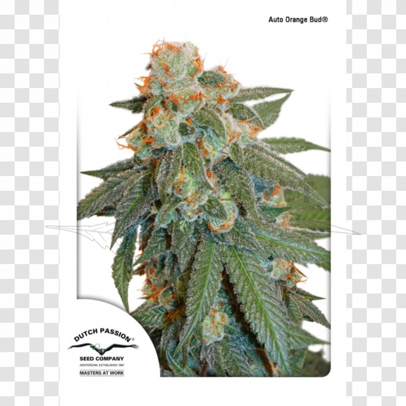 Autoflowering Cannabis Seed Bank Sativa - Marijuana Transparent PNG