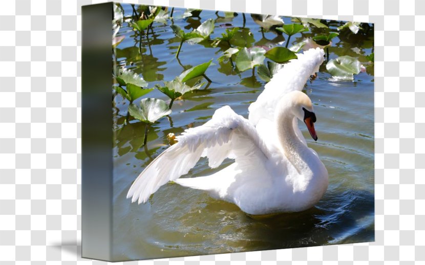 Cygnini Duck Gallery Wrap Pond Canvas - Bird Transparent PNG