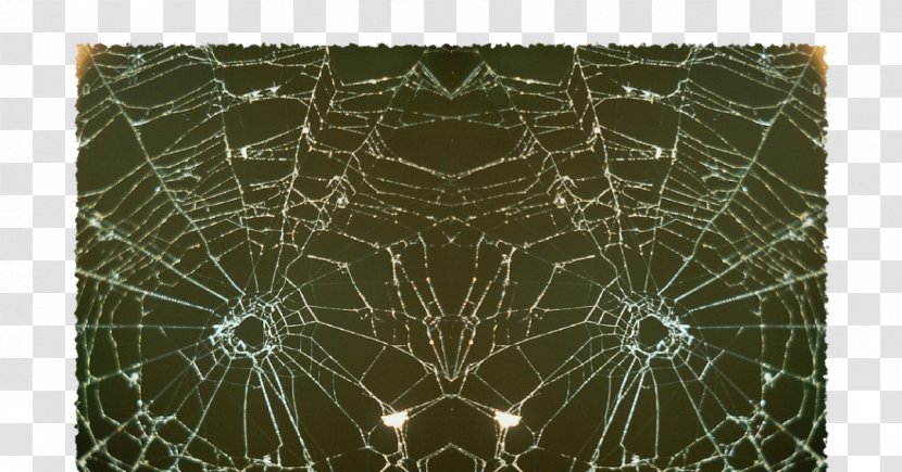World Wide Web Spider Email Text Messaging - Root Hair - Scary Story Writing Ideas Transparent PNG