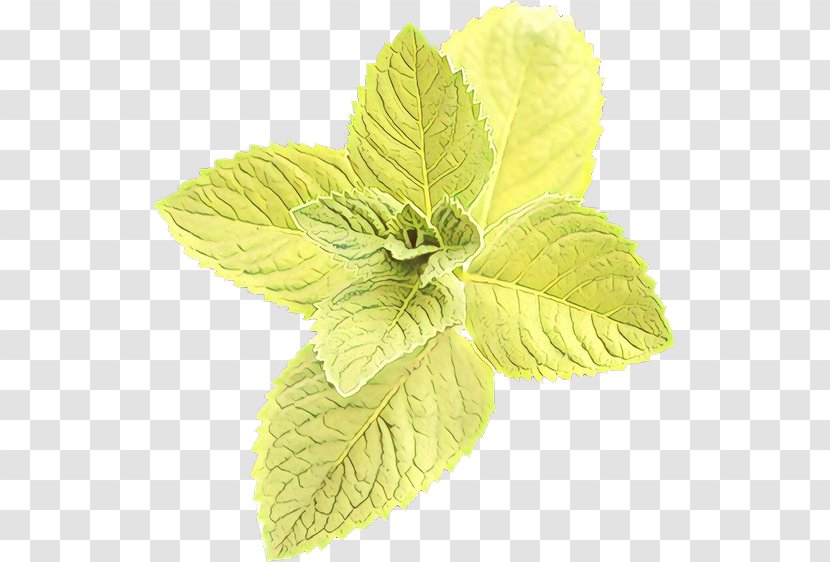 Leaf Plant Flower Herb Mint - Cartoon - Peppermint Flowering Transparent PNG