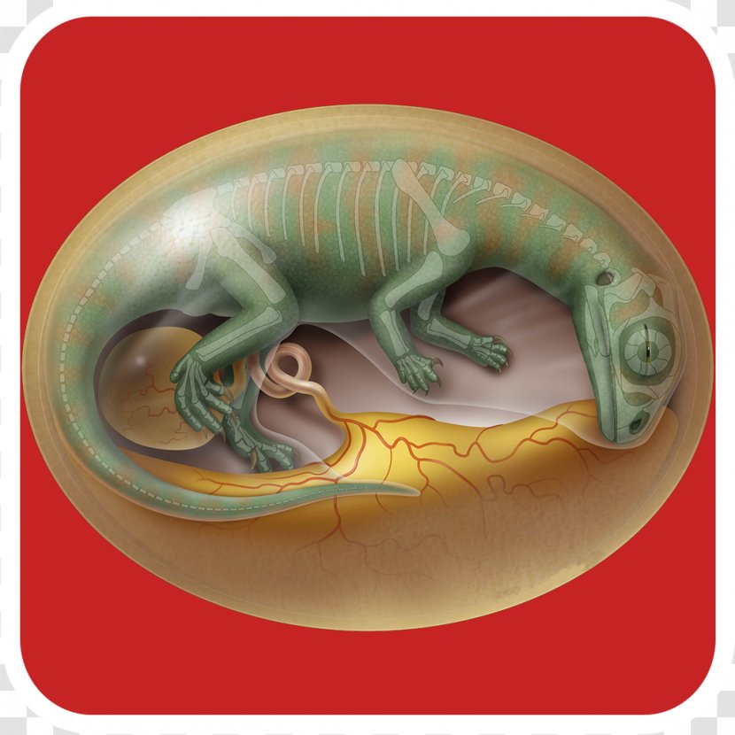 Lufengosaurus Bird Dinosaur Egg - Cretaceous Transparent PNG