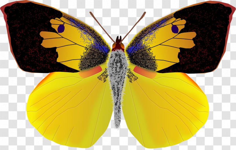 California Butterfly Dog Insect Coliadinae Transparent PNG