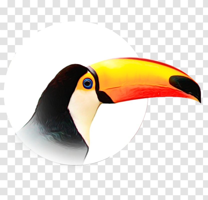 Bird Cartoon - Piciformes Transparent PNG