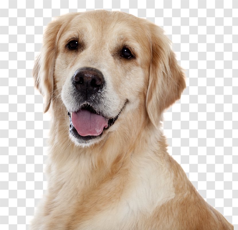 The Golden Retriever American Pit Bull Terrier Pug Puppy - Dog Breed Transparent PNG