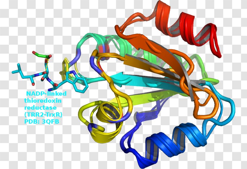 Nicotinamide Adenine Dinucleotide Phosphate Thioredoxin Pentose Pathway - Enzyme - Glutathione Peroxidase Transparent PNG