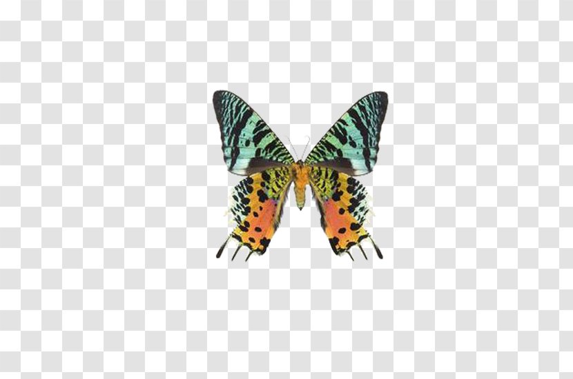 Butterfly Uraniinae Chrysiridia Rhipheus Moth Clip Art - Butterflies And Moths - Beautiful Transparent PNG
