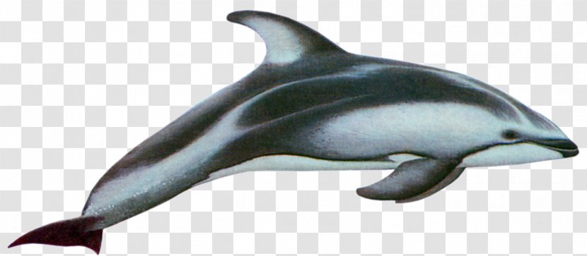 Pacific White-sided Dolphin Hourglass Atlantic Dusky Rough-toothed - Marine Mammal Transparent PNG