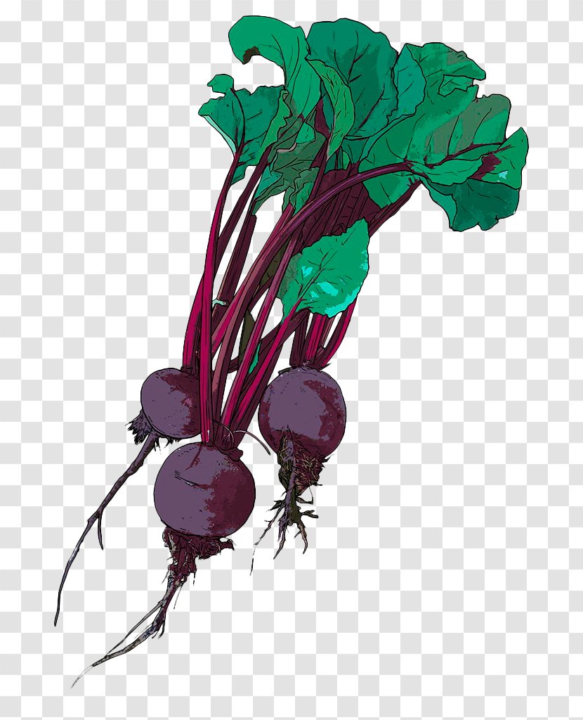 Chard Drawing Beetroot Illustration - Vegetable Juice - Hand-painted Purple Transparent PNG