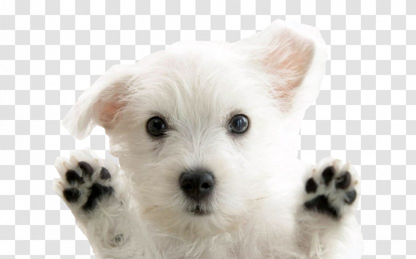 West Highland White Terrier Puppy Giant Panda Red - Schnoodle Transparent PNG