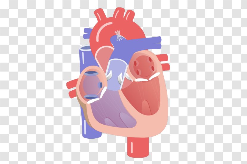 Cardiac Cycle Electrical Conduction System Of The Heart Valve Muscle - Watercolor Transparent PNG