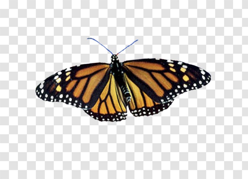 Monarch Butterfly Pieridae Gardening Brush-footed Butterflies - Brush Footed - Ib Transparent PNG