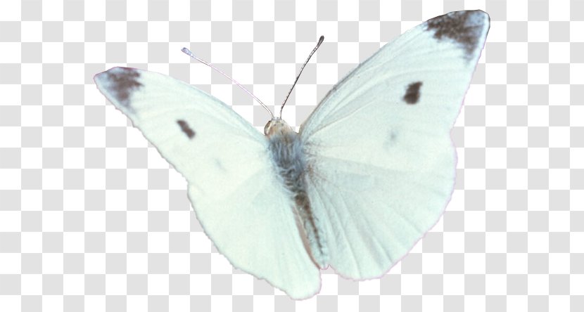 Brush-footed Butterflies Pieridae Gossamer-winged Moth Butterfly - Pollinator - White Transparent PNG