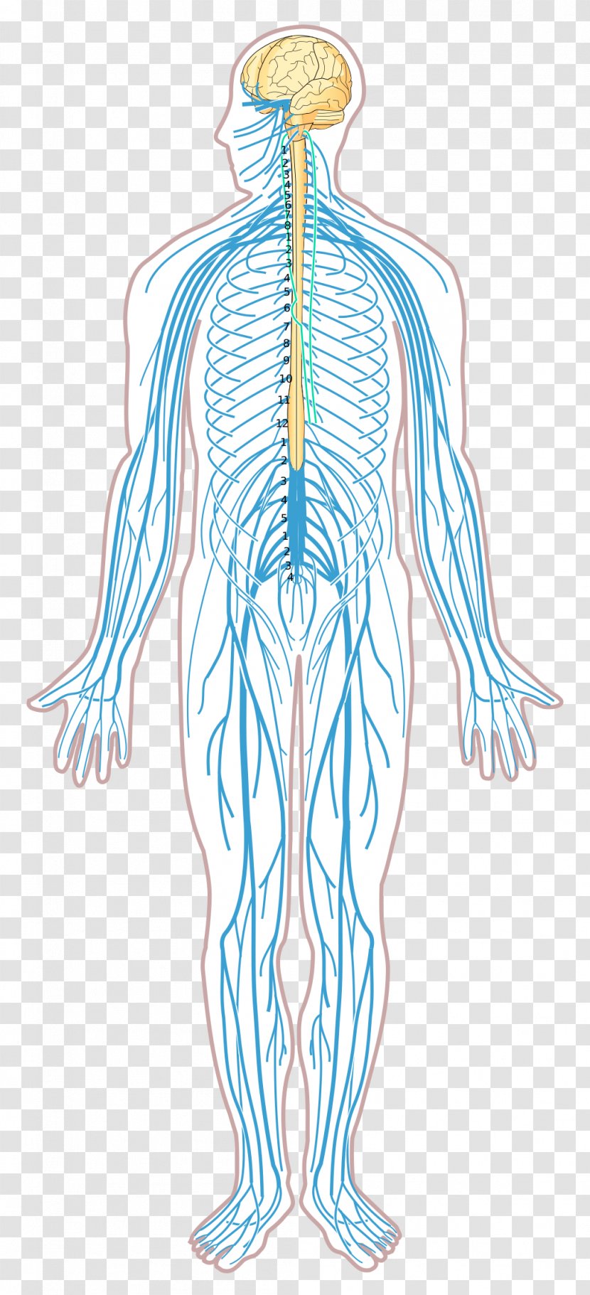 Nervous System Disease Nerve Diagram Human Body - Heart - Silhouette Transparent PNG
