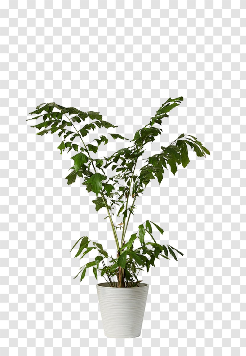 Ficus Microcarpa Houseplant Flowerpot Dracaena - Caryota Urens - Plant Transparent PNG