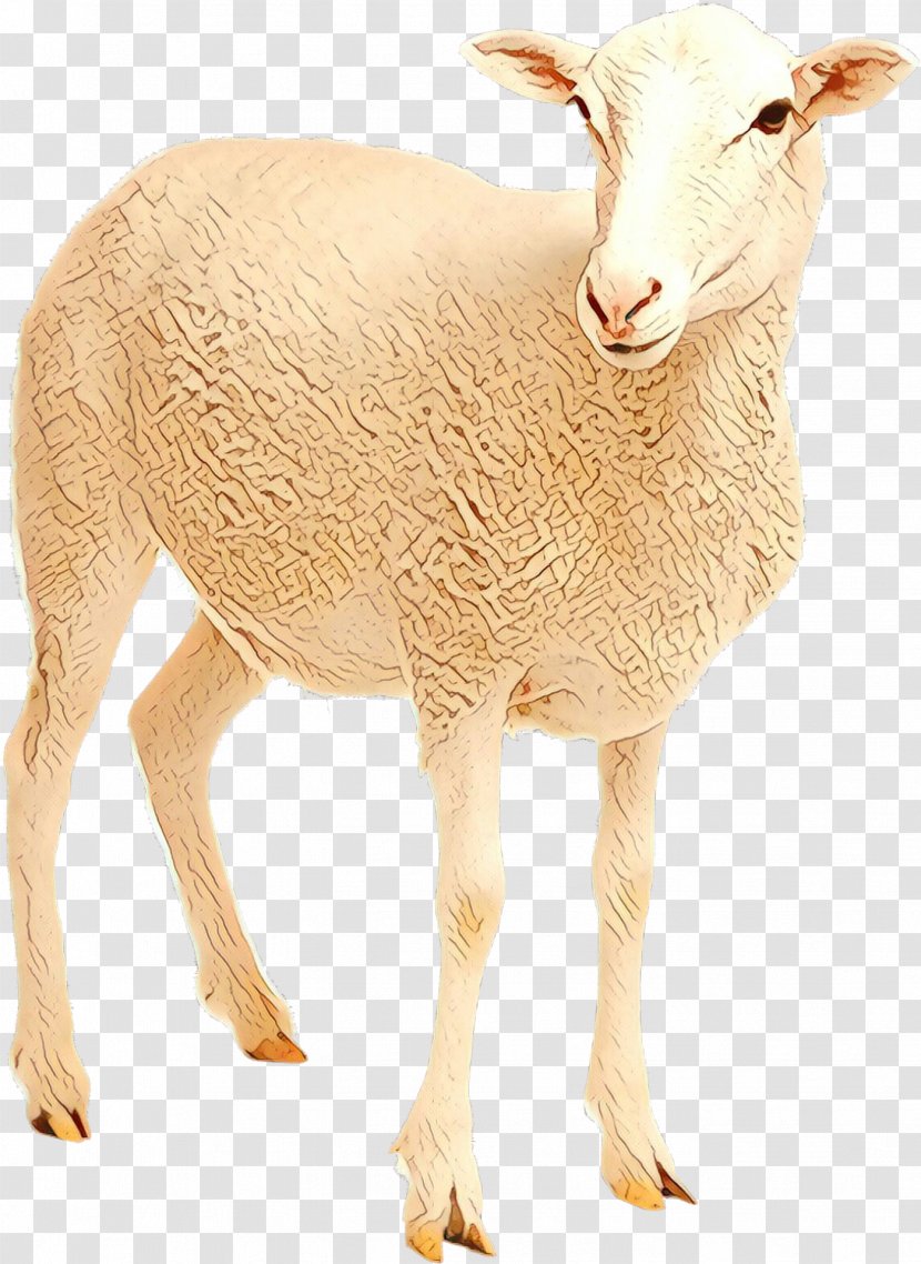 Barbary Sheep Goat Neck Bovidae Transparent PNG