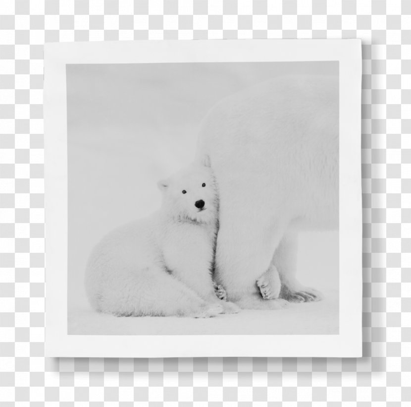 Whiskers Arctic Fox Polar Bear Dog Cat Transparent PNG