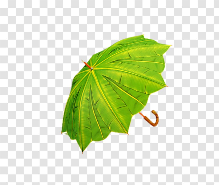 Umbrella Banana Leaf Rain Green Transparent PNG