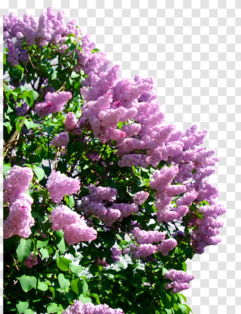 Lilac Clip Art - Tree Transparent PNG