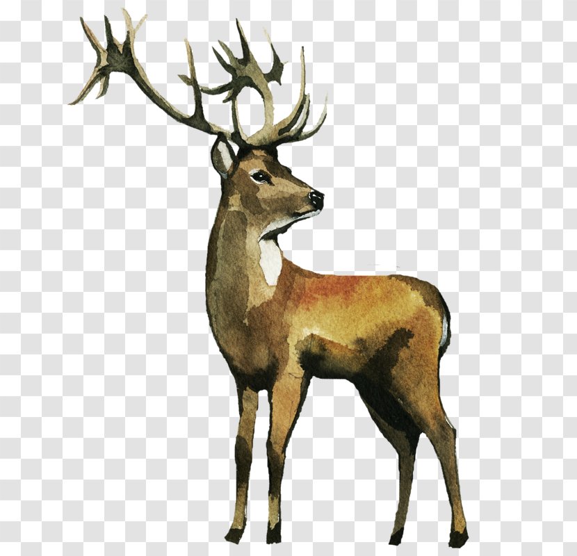Reindeer Watercolor Painting Elk Clip Art - Royaltyfree - Deer Transparent PNG