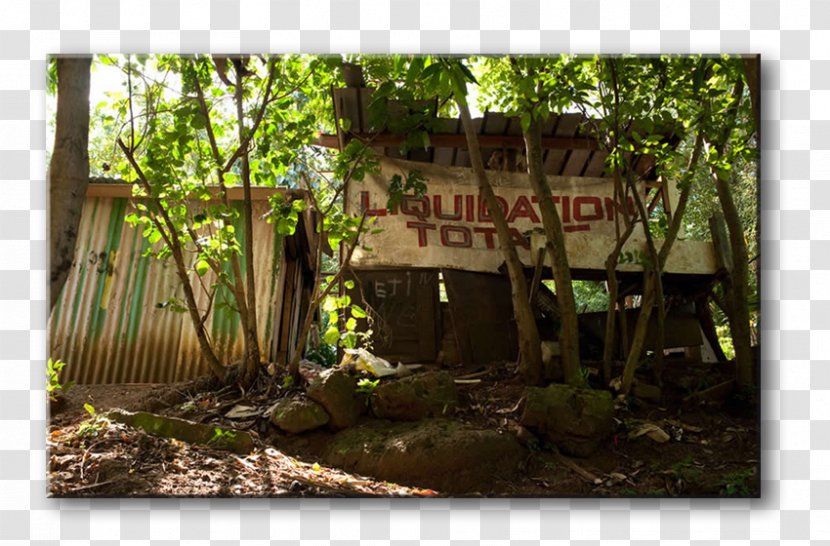Woodland Tree Rainforest Landscape House Transparent PNG